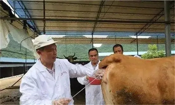 母牛人工输精
