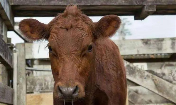 肉牛健康保护措施