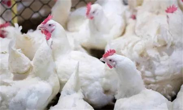 肉种鸡光照控制方法
