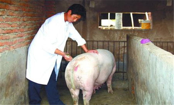 母猪发情处理