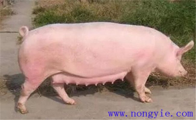 母猪发情促进方法