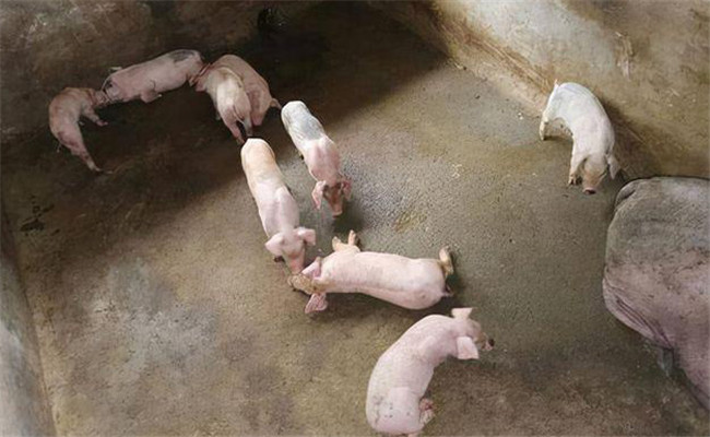 猪仔早期断奶腹泻原因