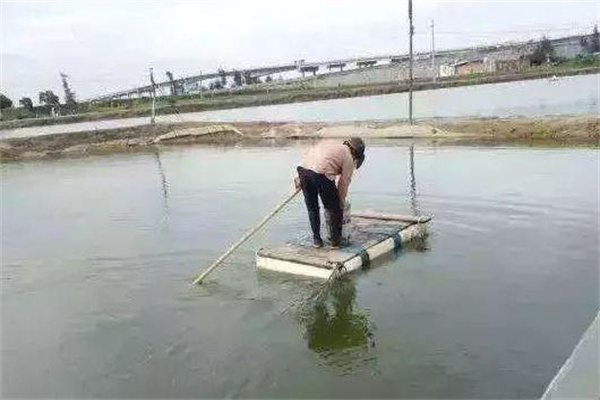 对虾生长环境分析