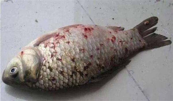 鱼类寄生虫病症状