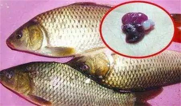 鱼类寄生虫病防治方法