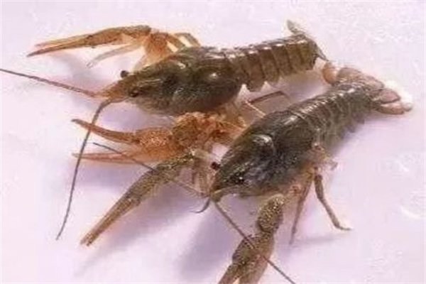 蜕壳周期与管理要点