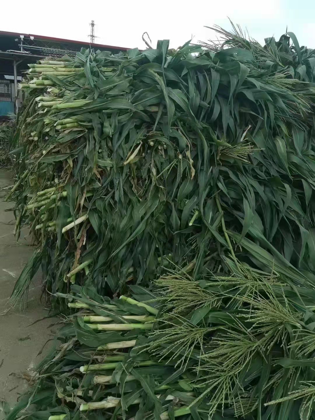 玉米秸秆发酵饲料1