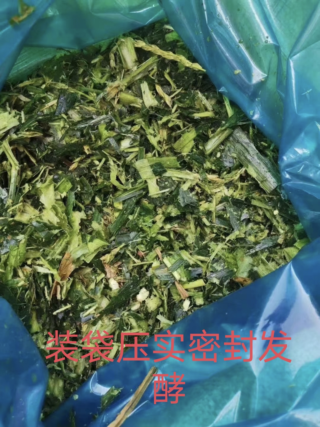玉米秸秆发酵步骤2