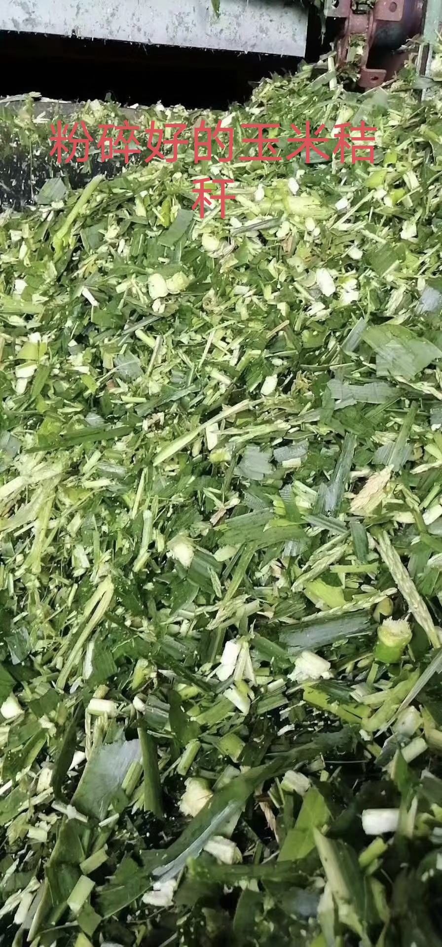 玉米秸秆发酵步骤1