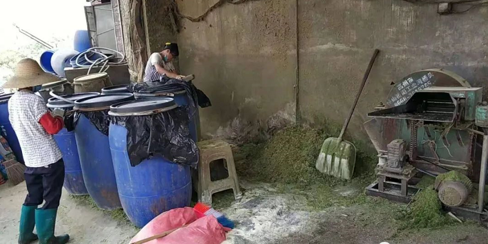 发酵牧草改善猪场环境