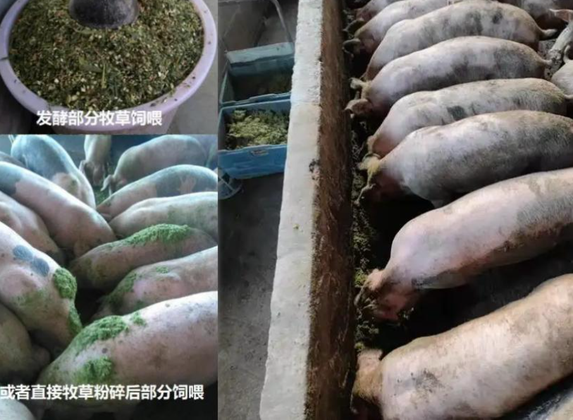 智能化养殖技术