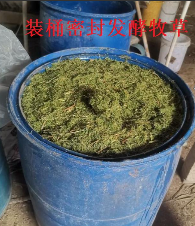 发酵后的牧草效果