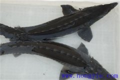 俄罗斯鲟鱼常见病害防治方法详解