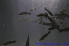 鱼苗池分期注水方法与水质判断技巧