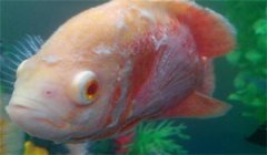 白皮病 打粉病 小瓜虫病 痘疮病 微孢子虫