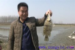 鳜鱼养殖前景分析 鳜鱼生态习性与形态特