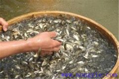 鱼苗放养前的准备工作与具体方法详解