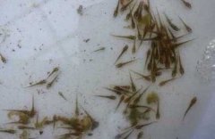 如何鉴定泥鳅苗质量的好坏 养殖泥鳅的关