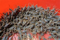 养蝎引种注意事项及季节选择需谨慎