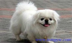 北京犬起源与体貌特征性格特点全面解析