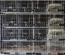 如何选择合适的鸽子养殖设备|鸽笼巢房饲槽