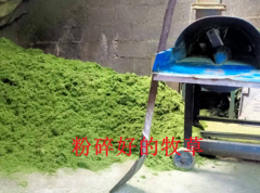 发酵牧草饲料：环保养殖方式助力玉林市猪场提升效益