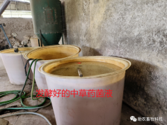 非洲猪瘟防控有妙招！安徽凤台县李先生猪场采用水料双线饲喂中草药菌液成功防控非瘟