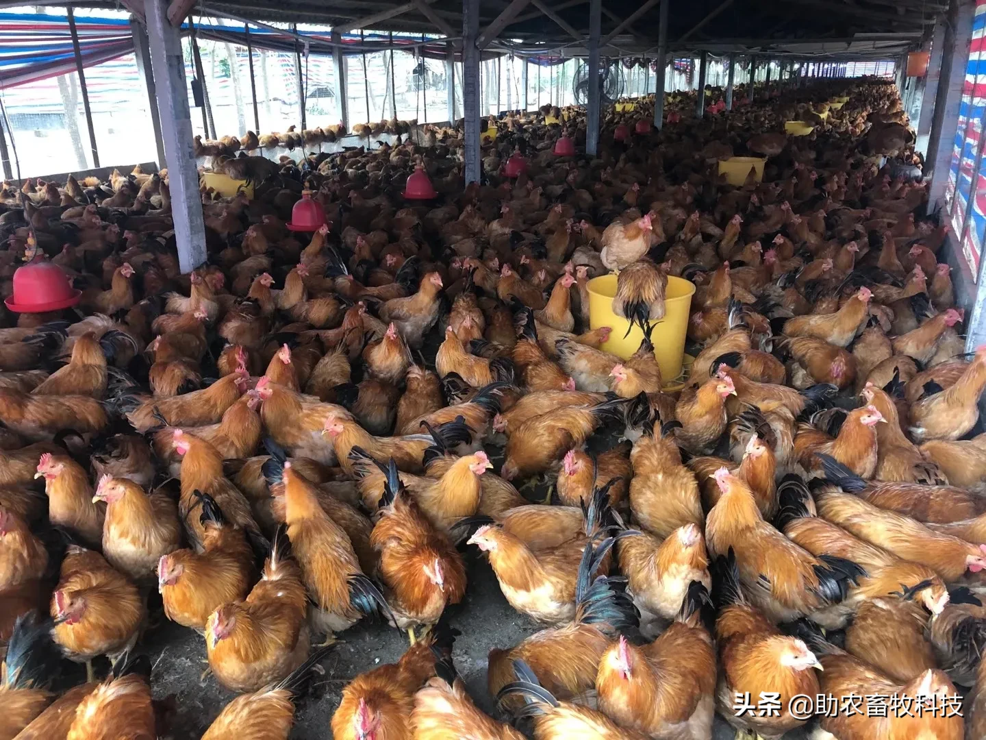肉鸡出栏前太瘦？全价颗粒饲料+肉禽后期高效催肥精快速增重