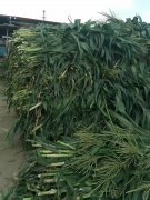广西钦州猪场通过发酵青玉米秸秆喂猪，每批猪节省20-30%饲料成本