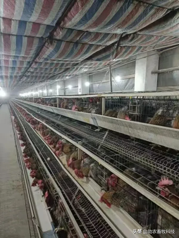 淘汰蛋鸡快速催肥变土鸡方法分享 提升肉质与销售效益