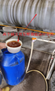 横州90后小伙卢老板用组合拳防控非洲猪瘟，猪场近4年未受疫情侵扰