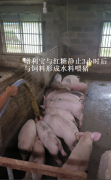 广东陈老板创新养猪法：‘增利宝’提升猪场效益与环保