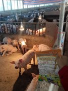 海南陈老板养猪场的成功秘诀：多功能养猪增利宝显奇效
