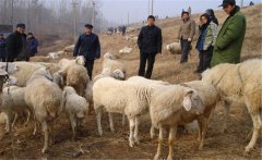 提高养羊经济效益的关键技术 六大要点详