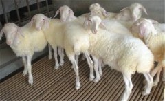 小尾寒羊生产优势与放牧补饲技术详解