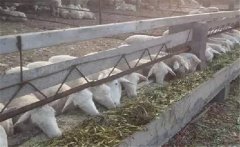 如何预防羊喂氨化饲草氨中毒 有效处理中