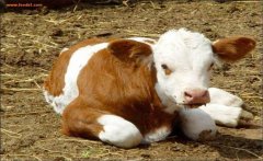 新生牛犊拉稀怎么办？预防措施与治疗方法详解