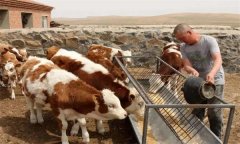 肉牛养殖中尿素的使用方法及注意事项