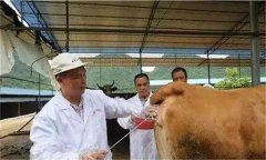 母牛人工输精方法详解 授精冻精质量保证技巧