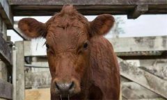 肉牛流行性感冒防治指南：流行特点、诊断与治疗策
