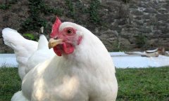 青年鸡的生理特点、培育目标与营养标准