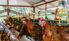 夏季蛋鸡防暑措施，物理降温与营养调整