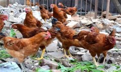 育成鸡限制饲养的三种方法详解 提高饲料利用率与产蛋效益