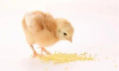 雏鸡开食与饮水注意事项 提高雏鸡成活率的关键