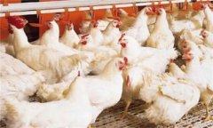 肉鸡种用鸡转入产蛋鸡舍的饲养管理与光