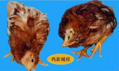 鸡呼吸道疾病防治重点与治疗方案解析 鸡呼吸道疾病