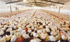 肉种鸡光照管理与控制方法 光照强度与时