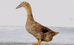 肉种鸭饲养管理与均匀度调控技巧 产蛋高
