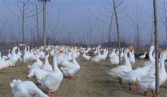皖西白鹅养殖场地选择与饲养管理指南