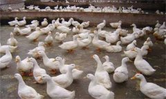 产蛋鸭产蛋早期、中期与后期饲养管理方